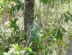 Oecophylla smaragdina