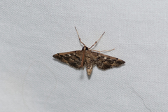 Nacoleia rhoeoalis