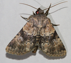 Properigea continens