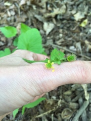 Geum vernum