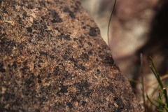 Solenopsis punctaticeps