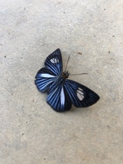 Pythonides lancea