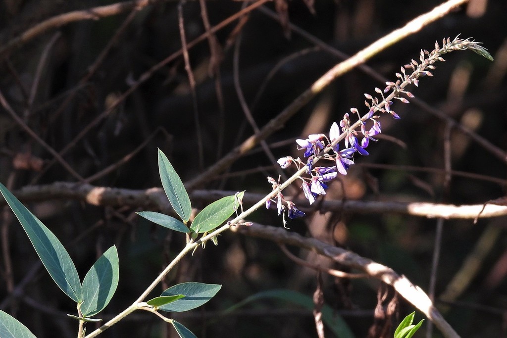 Desmodium bridgesii