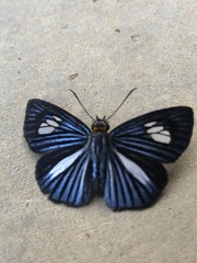 Pythonides lancea