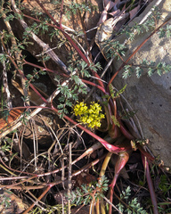 Lomatium salmoniflorum
