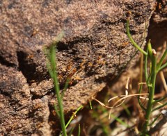 Solenopsis punctaticeps