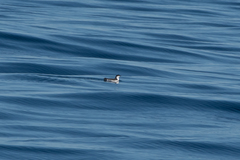 Synthliboramphus scrippsi