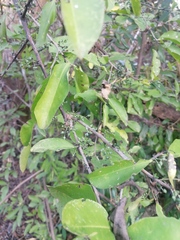 Achatocarpus oaxacanus