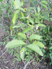 Achatocarpus oaxacanus