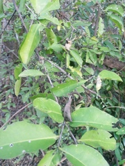 Achatocarpus oaxacanus