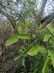 Achatocarpus oaxacanus