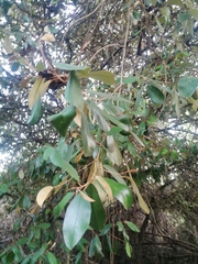 Chrysophyllum oliviforme