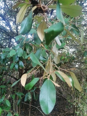 Chrysophyllum oliviforme