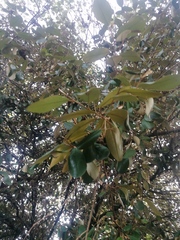 Chrysophyllum oliviforme