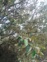 Chrysophyllum oliviforme