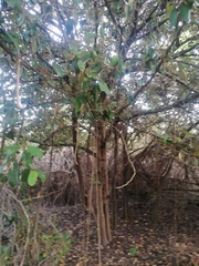 Chrysophyllum oliviforme