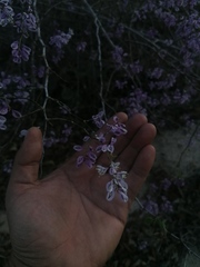 Podopterus mexicanus