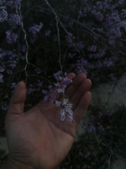 Podopterus mexicanus