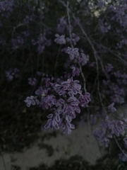 Podopterus mexicanus