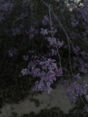 Podopterus mexicanus