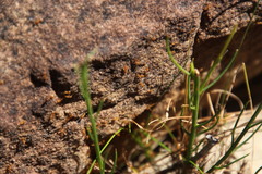 Solenopsis punctaticeps