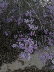 Podopterus mexicanus