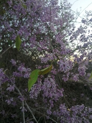 Podopterus mexicanus