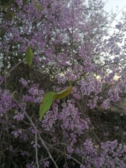 Podopterus mexicanus