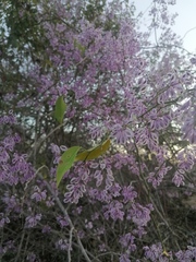 Podopterus mexicanus