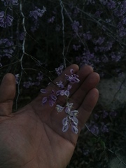 Podopterus mexicanus