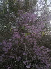 Podopterus mexicanus