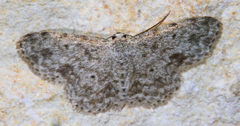Scopula plantagenaria