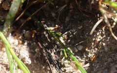 Solenopsis punctaticeps