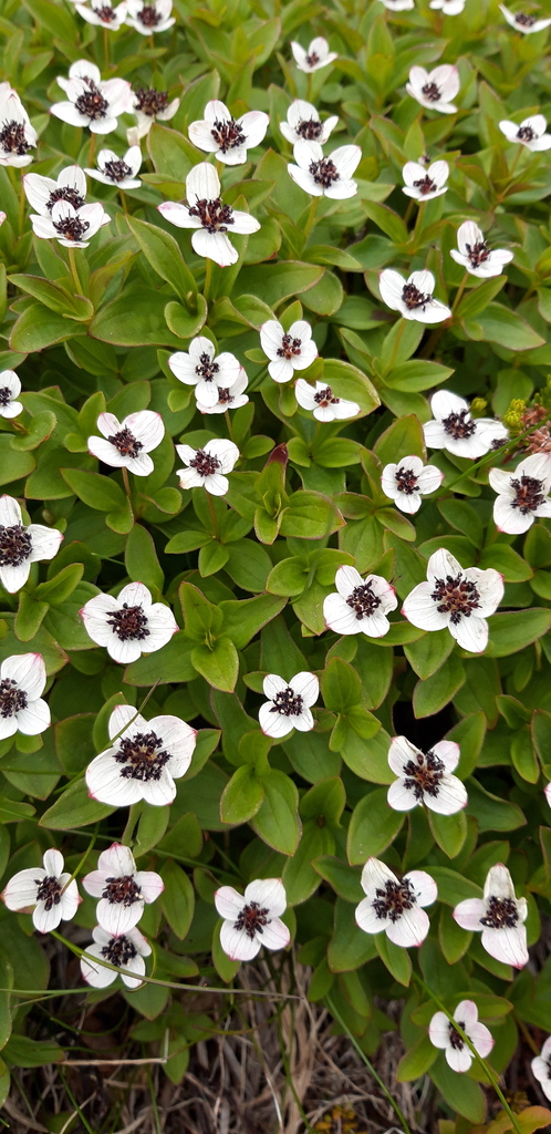 dwarf dogwoods