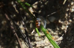 Solenopsis punctaticeps