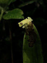 Chimerella mariaelenae