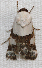 Sympistis toddi