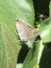 Satyrium californica
