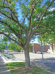 Gleditsia triacanthos inermis