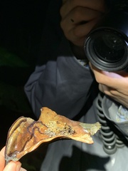 Pristimantis prolatus