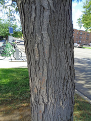 Gleditsia triacanthos inermis