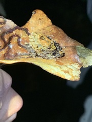 Pristimantis prolatus