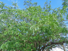 Gleditsia triacanthos inermis