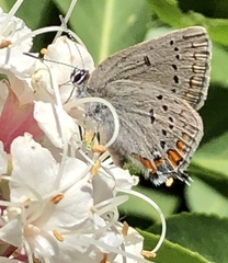 Satyrium californica