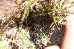 Solenopsis punctaticeps