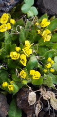 Draba oxycarpa