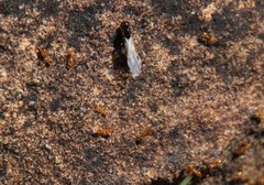 Solenopsis punctaticeps