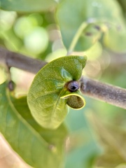 Dryocosmus juliae