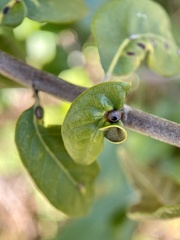 Dryocosmus juliae
