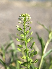Lepidium virginicum